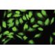 Cks2 Antibody (3B3) - Immunofluorescence - Image 35455