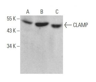 CLAMP Antibody (E-9) - Western Blotting - Image 371947 
