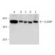 CLAMP Antibody (G-3) - Western Blotting - Image 303818 