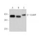 CLAMP Antibody (G-3) - Western Blotting - Image 371945 