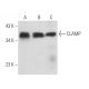 CLAMP Antibody (G-3) - Western Blotting - Image 371948