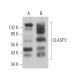 CLASP2 Antibody (A-6) - Western Blotting - Image 368722 