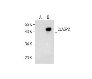 CLASP2 Antibody (F-3) - Western Blotting - Image 155740