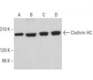 Clathrin HC Antibody (A-8) - Western Blotting - Image 379352 
