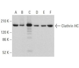 Clathrin Heavy Chain/CLTC Antibody (B-5) - Western Blotting - Image 379353 