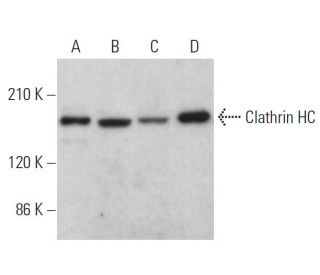 Clathrin Heavy Chain/CLTC Antibody (E-11) - Western Blotting - Image 379349 
