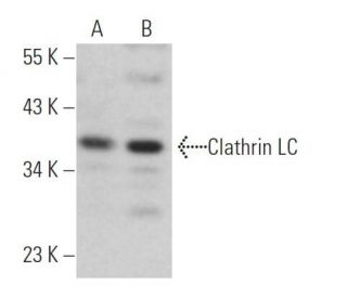 Clathrin Light Chain Antibody (CON.1) - Western Blotting - Image 363923 