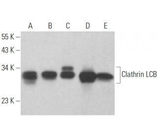 Clathrin Light Chain B/CLTB Antibody (G-7) - Western Blotting - Image 359345Each CRISPR/Cas9 Knockout (KO) Plasmid product consists of a pool of 3 plasmids designed to ensure identification and cleavage of a specific gene for maximum knockout efficiency. Each plasmid encodes a unique 20 nt sequence derived from the GeCKO (v2) library.