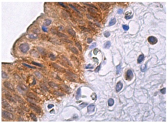 claudin-1 Antibody (A-9) | SCBT - Santa Cruz Biotechnology