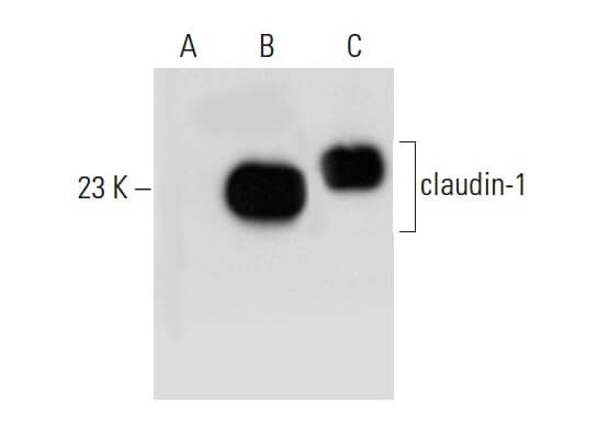27ページです❁⃘*.゜ claudin-1 Antibody (A-9) | SCBT - Santa Cruz Biotechnology