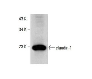 セミオーダー・ゆゆ claudin-1 Antibody (A-9) | SCBT - Santa Cruz Biotechnology