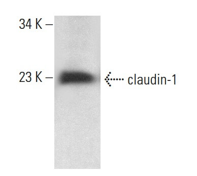 claudin-1抗体(A-9) | SCBT - Santa Cruz Biotechnology