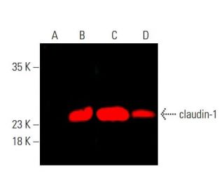 claudin-1-antibody-a-9-western