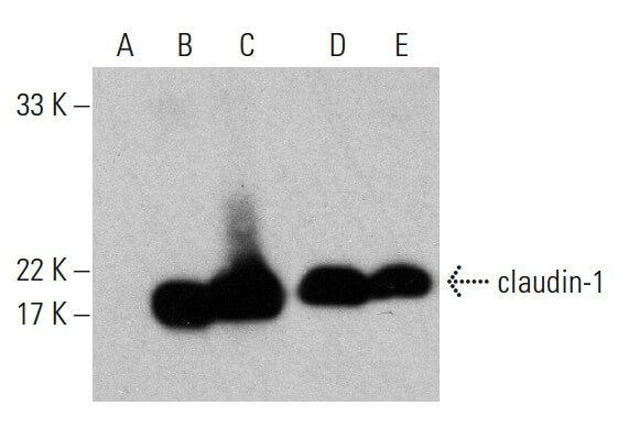 claudin-1 Antibody (A-9) | SCBT - Santa Cruz Biotechnology