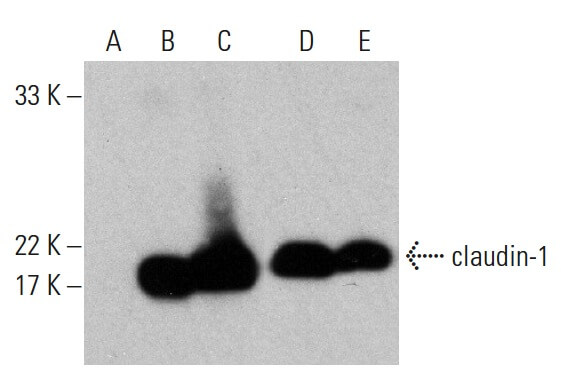 27ページです❁⃘*.゜ claudin-1-antibody-a-9-western
