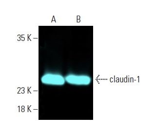 claudin-1 Antibody (A-9) | SCBT - Santa Cruz Biotechnology