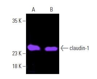 claudin-1-antibody-a-9-western