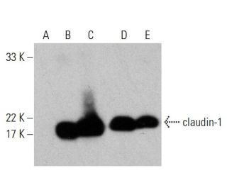 western blotting image from recommended claudin-1 (A-9) monoclonal antibody replacement. Image 384036