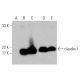 western blotting image from recommended claudin-1 (A-9) monoclonal antibody replacement. Image 384036