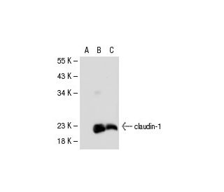 claudin-1 Antibody (XX7) - Western Blotting - Image 31309 