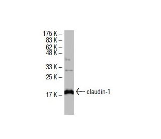 27ページです❁⃘*.゜ claudin-1 Antibody (A-9) | SCBT - Santa Cruz Biotechnology