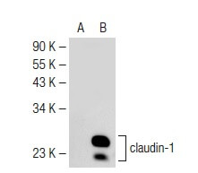 27ページです❁⃘*.゜ claudin-1 Antibody (A-9) | SCBT - Santa Cruz Biotechnology