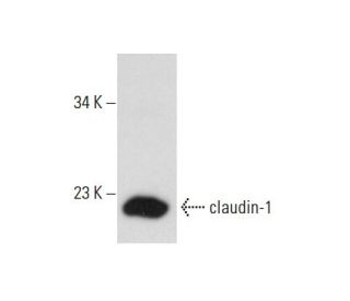 claudin-1 Antibody (XX7) - Western Blotting - Image 58406 