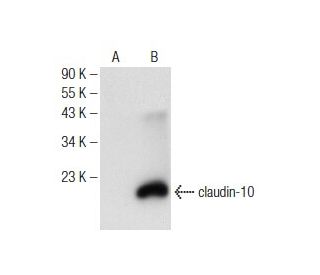 western blotting image from recommended claudin-10 (H-10) monoclonal antibody replacement. Image 146411