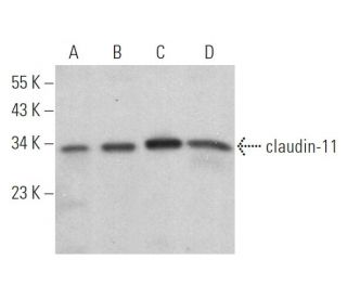 western blotting image from recommended claudin-11 (D-8) monoclonal antibody replacement. Image 368458