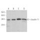 western blotting image from recommended claudin-11 (D-8) monoclonal antibody replacement. Image 368458