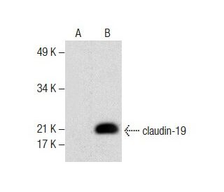 claudin-19 Antibody (B-3) - Western Blotting - Image 287636