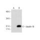 claudin-19 Antibody (B-3) - Western Blotting - Image 287636