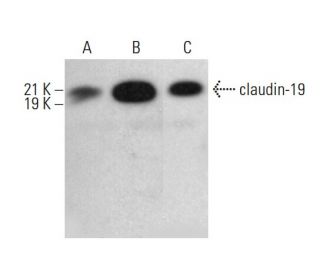 claudin-19 Antibody (C-5) - Western Blotting - Image 382856 