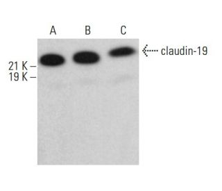 claudin-19 Antibody (H-4) - Western Blotting - Image 382857 