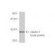 claudin-2 Antibody (3F1) - Western Blotting - Image 348986