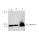 western blotting image from recommended claudin-4 (A-12) monoclonal antibody replacement. Image 387407