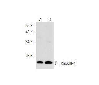 claudin-4 Antibody (A-12) - Western Blotting - Image 157662 