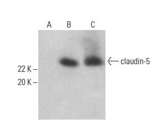 claudin-5 Antibody (A-12) - Western Blotting - Image 394100