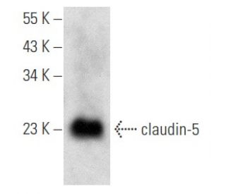 western blotting image from recommended claudin-5 (A-12) monoclonal antibody replacement. Image 354715
