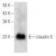 western blotting image from recommended claudin-5 (A-12) monoclonal antibody replacement. Image 354715