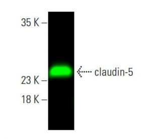 claudin-5 Antibody (A-12) - Western Blotting - Image 378809 