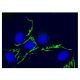 immunofluorescence image from recommended claudin-6 (A-4) monoclonal antibody replacement. Image 302181