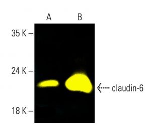 claudin-6 Antibody (A-4) - Western Blotting - Image 404198Each CRISPR/Cas9 Knockout (KO) Plasmid product consists of a pool of 3 plasmids designed to ensure identification and cleavage of a specific gene for maximum knockout efficiency. Each plasmid encodes a unique 20 nt sequence derived from the GeCKO (v2) library. 