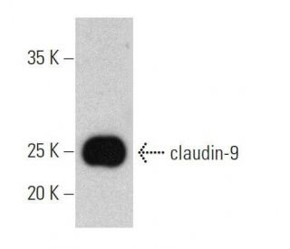 western blotting image from recommended claudin-9 (E-7) monoclonal antibody replacement. Image 359446