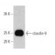 western blotting image from recommended claudin-9 (E-7) monoclonal antibody replacement. Image 359446