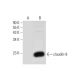 claudin-9 Antibody (E-7) - Western Blotting - Image 309580