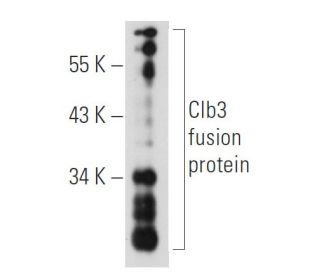 Clb3 Antibody (D-10) - Western Blotting - Image 51958