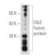 Clb3 Antibody (D-10) - Western Blotting - Image 51958
