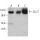 western blotting image from recommended CLC-2 (D-6) monoclonal antibody replacement. Image 379575