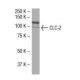FAM200A Antibody (Z-9) - Western Blotting - Image 33519
